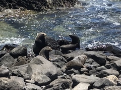 Arctocephalus townsendi