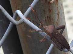 Pseudomictis distinctus