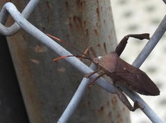 Pseudomictis distinctus