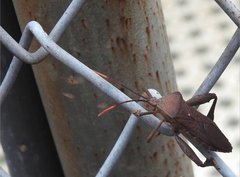 Pseudomictis distinctus