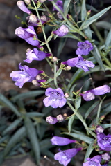 Penstemon sepalulus