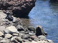 Arctocephalus townsendi