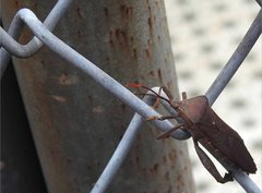 Pseudomictis distinctus