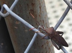 Pseudomictis distinctus