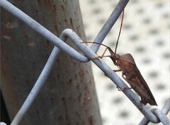 Pseudomictis distinctus