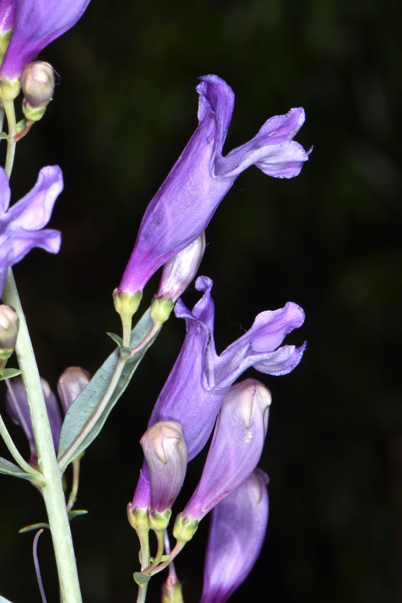 Penstemon sepalulus