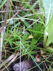 Lachnocaulon digynum