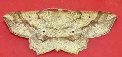 Euchlaena deplanaria