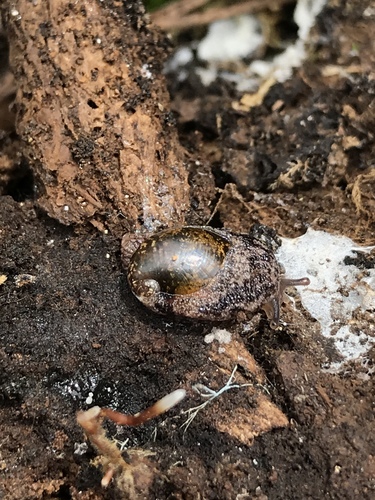 Guadalupe Shelled Slug