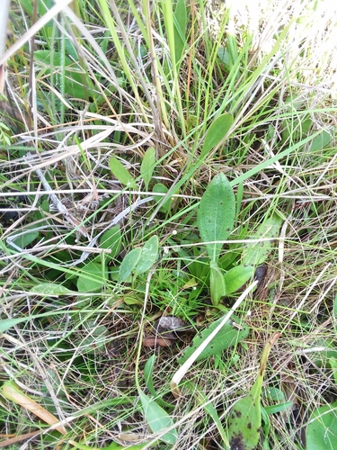 Image of Lachnocaulon digynum by (c) Will McFarland, some rights reserved (CC BY)