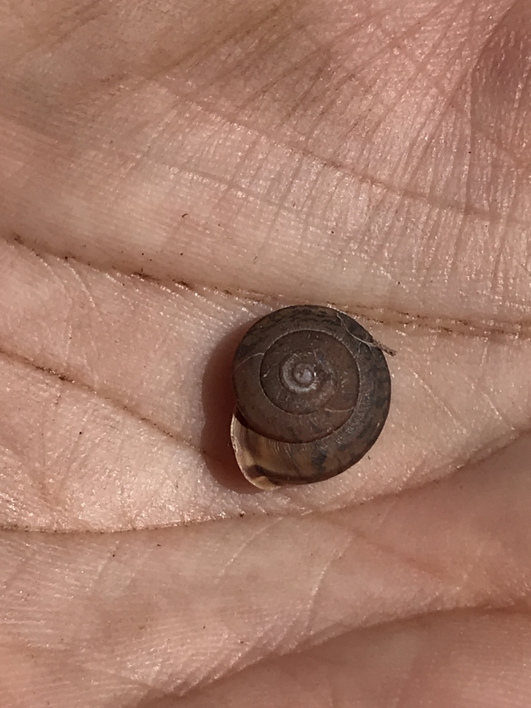 Micrarionta guadalupiana