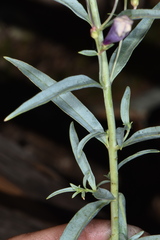 Penstemon sepalulus