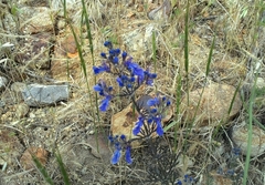 Teucrium orientale