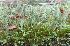 Cladonia cylindrica