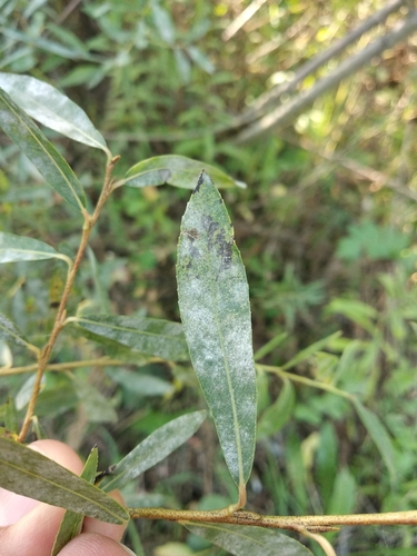 Erysiphe salicis, 2024-08-28