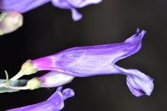Penstemon sepalulus