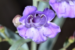 Penstemon sepalulus
