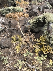 Lomatium insulare