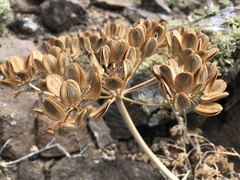 Lomatium insulare