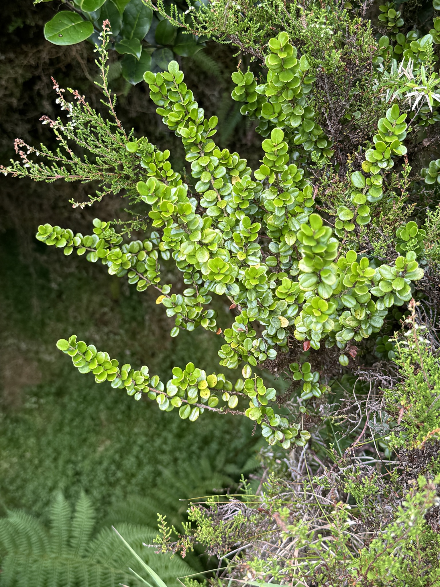 African Boxwood (Myrsine africana) · iNaturalist