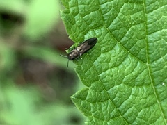 Agrilus cuprescens