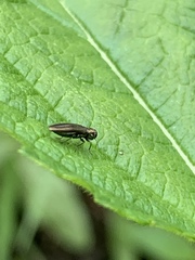 Agrilus cuprescens