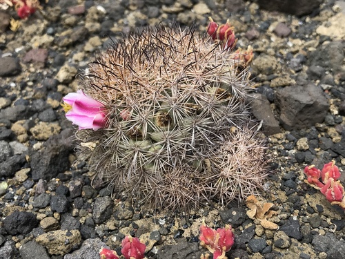 Cochemiea blossfeldiana (Cochemiea blossfeldiana)