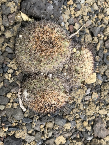 Cochemiea blossfeldiana (Cochemiea blossfeldiana)