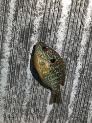 Lepomis peltastes