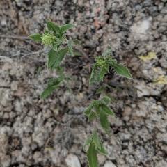 Xanthisma grindelioides