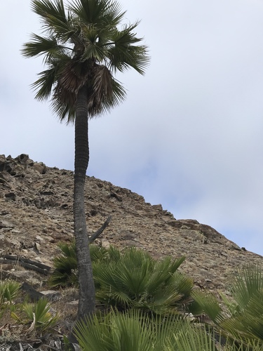 Brahea edulis, photograph 3