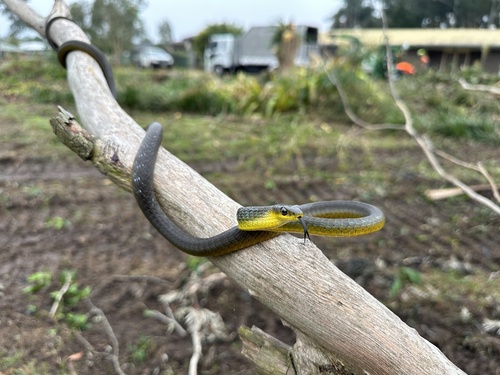 Common Tree Snake sighting