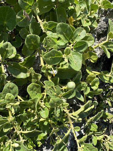 Solanum miyakojimense iNat (3)