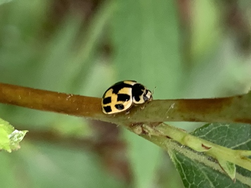 Fourteen-spotted Lady Beetle photo 4