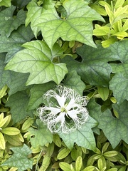 Trichosanthes kirilowii, photograph (c) Lena Struwe, some rights reserved (CC BY-SA)