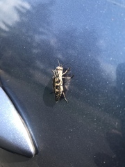 Buprestis consularis