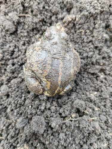 Pallas' Spadefoot, Варгаши, Курганская обл., Россия, photo 9 of 10