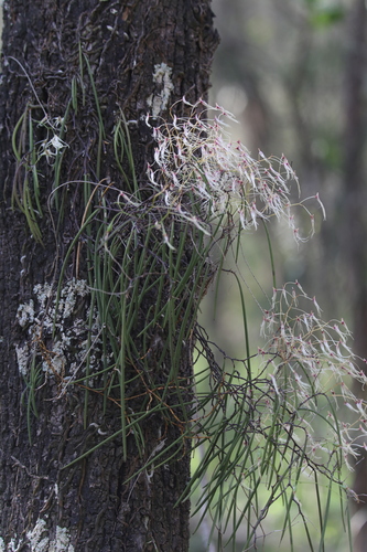 Image of Dendrobium teretifolium by (c) Liam southwell, some rights reserved (CC BY)