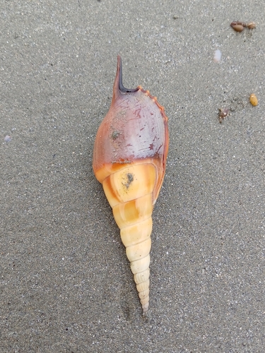 Tibia insulaechorab observed 2024-08-29