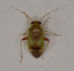 Dagbertus