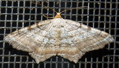 Macaria multilineata