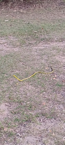 Common Tree Snake sighting