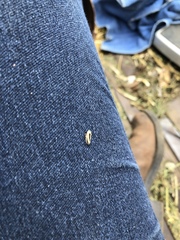 Xanthochilus saturnius