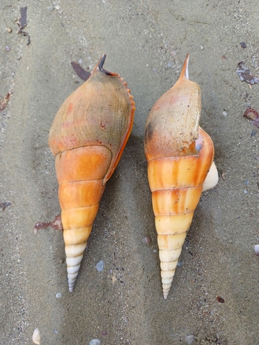 Tibia insulaechorab observed 2024-08-29