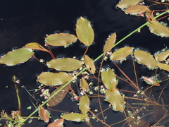 Potamogeton natans