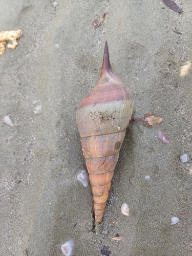 Tibia insulaechorab observed 2024-08-29