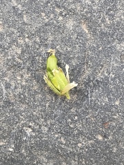 Cerastium beeringianum