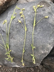 Cerastium beeringianum
