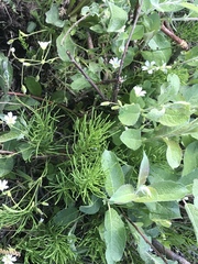 Cerastium beeringianum