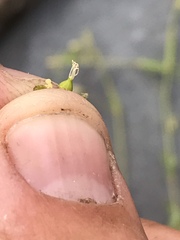 Cerastium beeringianum